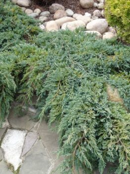Green juniper shrubs sprawling over a stone path with a background of round stones and additional greenery.