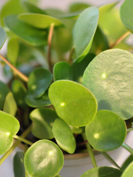 Close-up of a Pilea 'Chinese Money Plant' in an 8" pot hanging basket, showcasing its round, glossy green leaves on thin stems. It stands out beautifully against a light background.