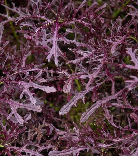 The Mizuna 'Red' 4" Pot features vibrant red mizuna stems interwoven with jagged-edged purple kale leaves, forming a textured and colorful display.