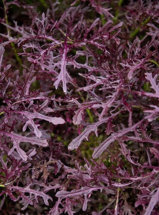 The Mizuna 'Red' 4" Pot features vibrant red mizuna stems interwoven with jagged-edged purple kale leaves, forming a textured and colorful display.