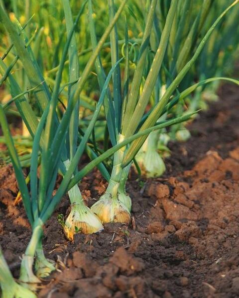 Green onion plants growing in a row in brown soil, with visible bulbs and long green leaves, under natural sunlight.