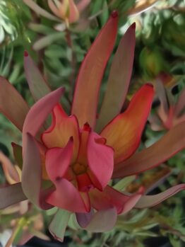 A Close-up of the vivid red and orange Leucadendron 'Oriental Blush' bloom in an 8" pot, featuring elongated petals nestled within lush green foliage.