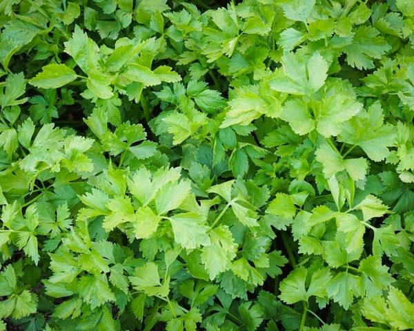 Close-up of Parcel 'Wild Celery' in full bloom, showcasing fresh green parsley-like leaves outdoors.
