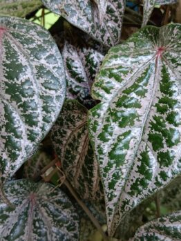 A close-up of vibrant green leaves, similar to the Piper Crocatum 'Red Betel Leaf' Vine in a 5" pot, showcases heart-shaped foliage with striking white veins that enhance this captivating vine's beauty.