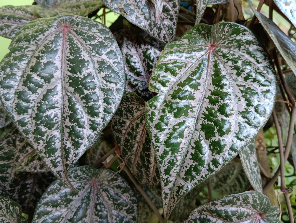 A close-up of vibrant green leaves, similar to the Piper Crocatum 'Red Betel Leaf' Vine in a 5" pot, showcases heart-shaped foliage with striking white veins that enhance this captivating vine's beauty.