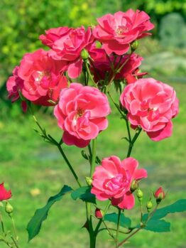 'Garden Friend' Rose Bush flourishes brilliantly with lush pink petals and vibrant green foliage, elegantly placed against a soft-focus garden setting.