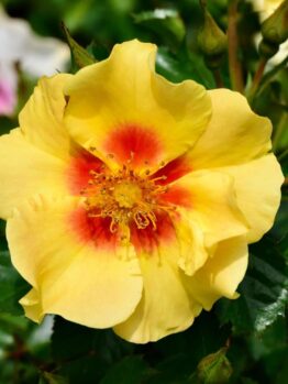 Close-up of Rose 'Eyes For You,' featuring its vibrant yellow petals with a striking red center, surrounded by lush green leaves and budding companions.