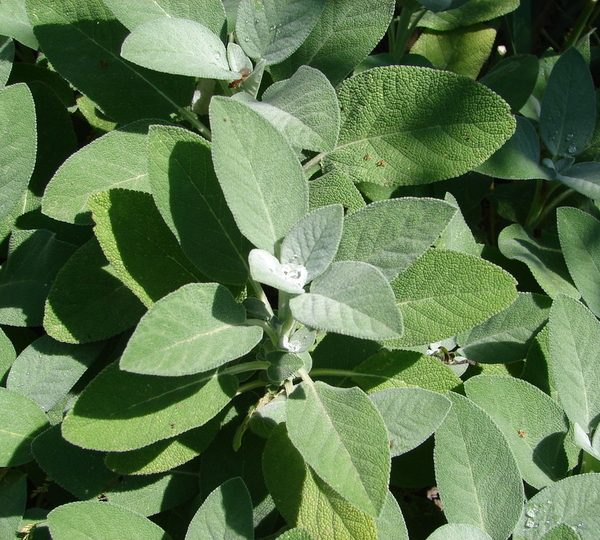 Close-up of dense, lush green Sage 'Berggarten' leaves with soft, textured surfaces in natural light.