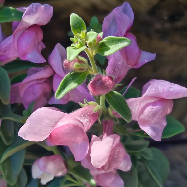 Close-up of pink flowers with green leaves, covered in water droplets.