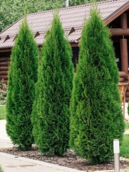 Three tall, narrow evergreen trees are lined up along a garden path, with a wooden cabin visible in the background.
