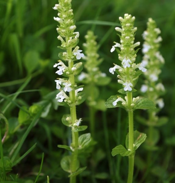 Close-up of three Ajuga 'White Elf' flower spikes with small white blossoms, growing among grass and leaves. Ideal for outdoor planting. Available in a 4" pot as Ajuga 'White Elf' 4" Pot.