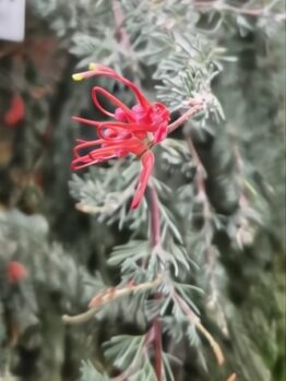 A close-up of Grevillea 'Spreading grevillea' Standard in a 12" pot, featuring small red flowers with thin, curved petals on a lush green stem.