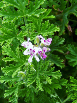 Green, deeply lobed leaves surround small clusters of pale pink and purple flowers on a citronella plant.