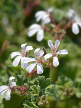 Close-up of white, five-petaled Geranium ‘Apple Cider’ Pelargonium flowers with pink markings and ruffled green leaves, grown in a 4” pot.
