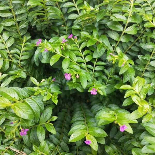 Cuphea hyssopifolia ‘Allyson’ 6" Pot has green foliage and small purple blooms, ideal for brightening up your space.