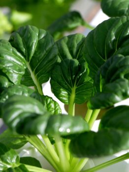 Close-up of a healthy, green leafy vegetable plant growing in a hydroponic system with sunlight shining on the leaves.