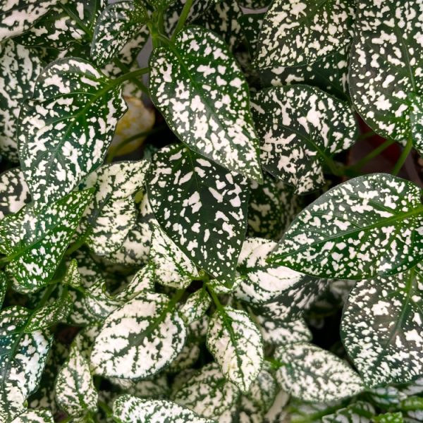Close-up of Hypoestes 'White' in a 5" pot, displaying dense foliage with varied leaf sizes and striking white speckles.