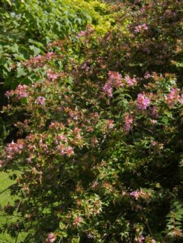 An Abelia 'Raspberry Profusion' 6" Pot features small pink flowers, adding vibrant color alongside green grass and leafy plants in the garden.