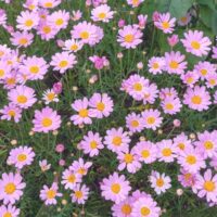 A dense cluster of Argyranthemum 'Summit White' Federation Daisy® blooms with yellow centers, surrounded by lush green foliage, comes in a 6" pot.