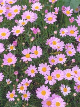 A dense cluster of Argyranthemum 'Summit White' Federation Daisy® blooms with yellow centers, surrounded by lush green foliage, comes in a 6" pot.
