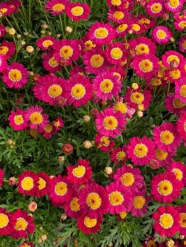 The image features vibrant Argyranthemum 'Summit Pink' Federation Daisies® with yellow centers and lush green foliage.