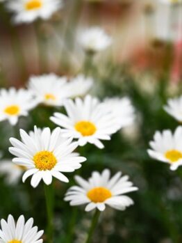 A close-up features Argyranthemum 'Summit White' Federation Daisy® with vibrant yellow centers nestled amongst lush green foliage in a 6" pot garden setting.