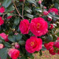 Camellia sasanqua 'Paradise® Olivia' (Copy) displays bright pink flowers and buds with glossy green leaves, photographed outdoors in natural light.