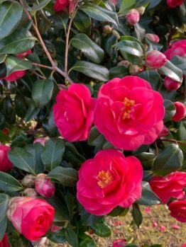 Camellia sasanqua 'Paradise® Olivia' (Copy) displays bright pink flowers and buds with glossy green leaves, photographed outdoors in natural light.