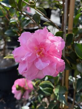 A pink camellia bloom with delicate petals is in focus, surrounded by green leaves and other plants in pots in the background.