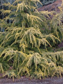 The Cedrus 'Golden Cascade' 16" Pot features a coniferous tree with long, horizontal branches and green needles—ideal for display near rocks and soil.