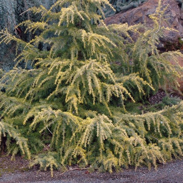 The Cedrus 'Golden Cascade' 16" Pot features a coniferous tree with long, horizontal branches and green needles—ideal for display near rocks and soil.