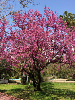 A tree with bright pink blossoms stands in a grassy park area under a clear blue sky, surrounded by other green trees and a paved walkway.