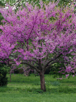 A tree with spreading branches covered in bright pink blossoms stands in a grassy area with green foliage in the background.
