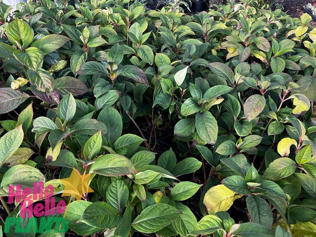 Dense cluster of green leafy plants, featuring Dichroa ‘Evergreen Hydrangea’ 8" Pot (Eco Grade) with red stems; some leaves are yellowing. "Hello Hello PLANTS" logo is visible in the bottom left corner.