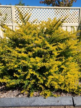 A Duranta 'Green and Gold' 6" Pot with dense yellow flowers grows in a garden bed by a curb, in front of a cream-colored fence and near a gazebo.