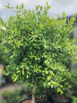 A Ficus 'California' (Standard 1.8m) in a 24" pot with lush green leaves stands outdoors, with blurred plants and a sign visible in the background.