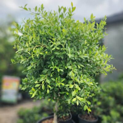 A Ficus 'California' (Standard 1.8m) in a 24" pot with lush green leaves stands outdoors, with blurred plants and a sign visible in the background.