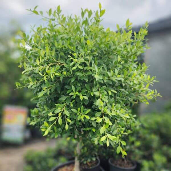 A Ficus 'California' (Standard 1.8m) in a 24" pot with lush green leaves stands outdoors, with blurred plants and a sign visible in the background.