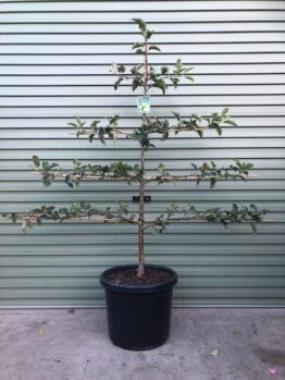 A Pyrus 'Packham Triumph' Pear in a 16" pot, espaliered with horizontal branches, is neatly placed before a metal roller door.