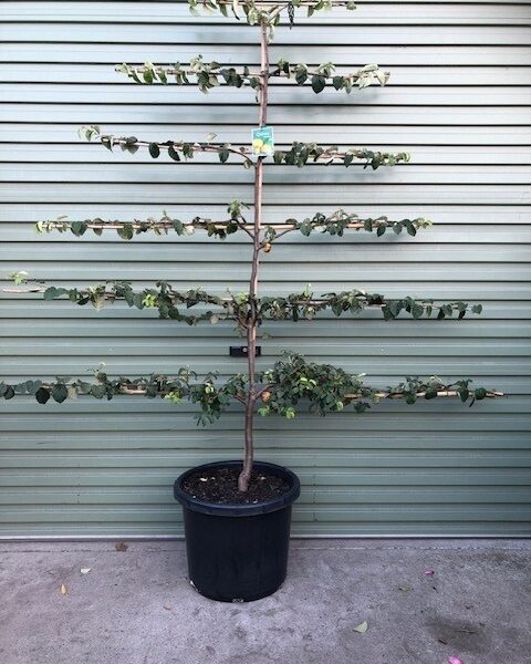 A Cydonia 'Pineapple Quince' in a 7" pot, trained with horizontal espalier branches, is displayed on concrete before a green metal garage door.