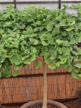 A potted ginkgo biloba tree with dense, fan-shaped green leaves is displayed indoors near a bamboo screen and surrounded by other plants.