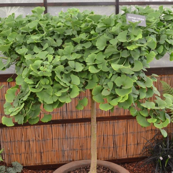 A potted ginkgo biloba tree with dense, fan-shaped green leaves is displayed indoors near a bamboo screen and surrounded by other plants.