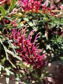 Close-up of a Grevillea 'Bronze Rambler' plant, highlighting its narrow, spiky green leaves and clusters of pink, tubular flowers.