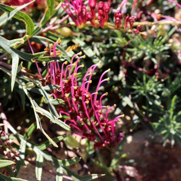 Close-up of a Grevillea 'Bronze Rambler' plant, highlighting its narrow, spiky green leaves and clusters of pink, tubular flowers.