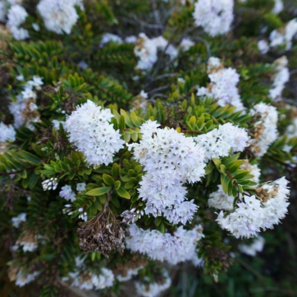 Clusters of small white flowers bloom on the Hebe 'Red Edge', a green shrub with dense, spiky leaves. Available in a 6" pot.