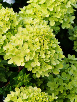 A close-up captures a cluster of light green Hydrangea 'Hercules' 8" Pot flowers, elegantly surrounded by lush green leaves.