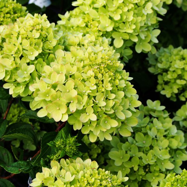 A close-up captures a cluster of light green Hydrangea 'Hercules' 8" Pot flowers, elegantly surrounded by lush green leaves.