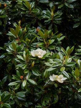 The lush green foliage features several white Magnolia 'Super Gem' flowers gently interspersed among the leaves.