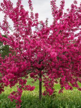 A small tree with dense branches is covered in bright pink blossoms, standing in a green grassy area with other trees in the background.