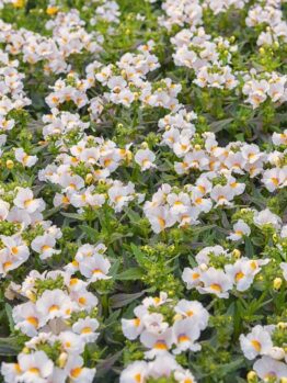 A field of white flowers with yellow centers and green foliage resembles a natural tapestry, similar to finding a Nemesia 'Plums and Custard' 6" Pot.